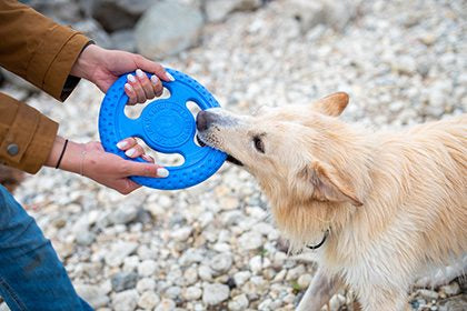 Let's play FRISBEE - MINI