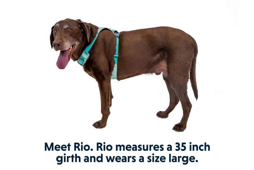 Hi & Light hundesele - Ruffwear Sage Green