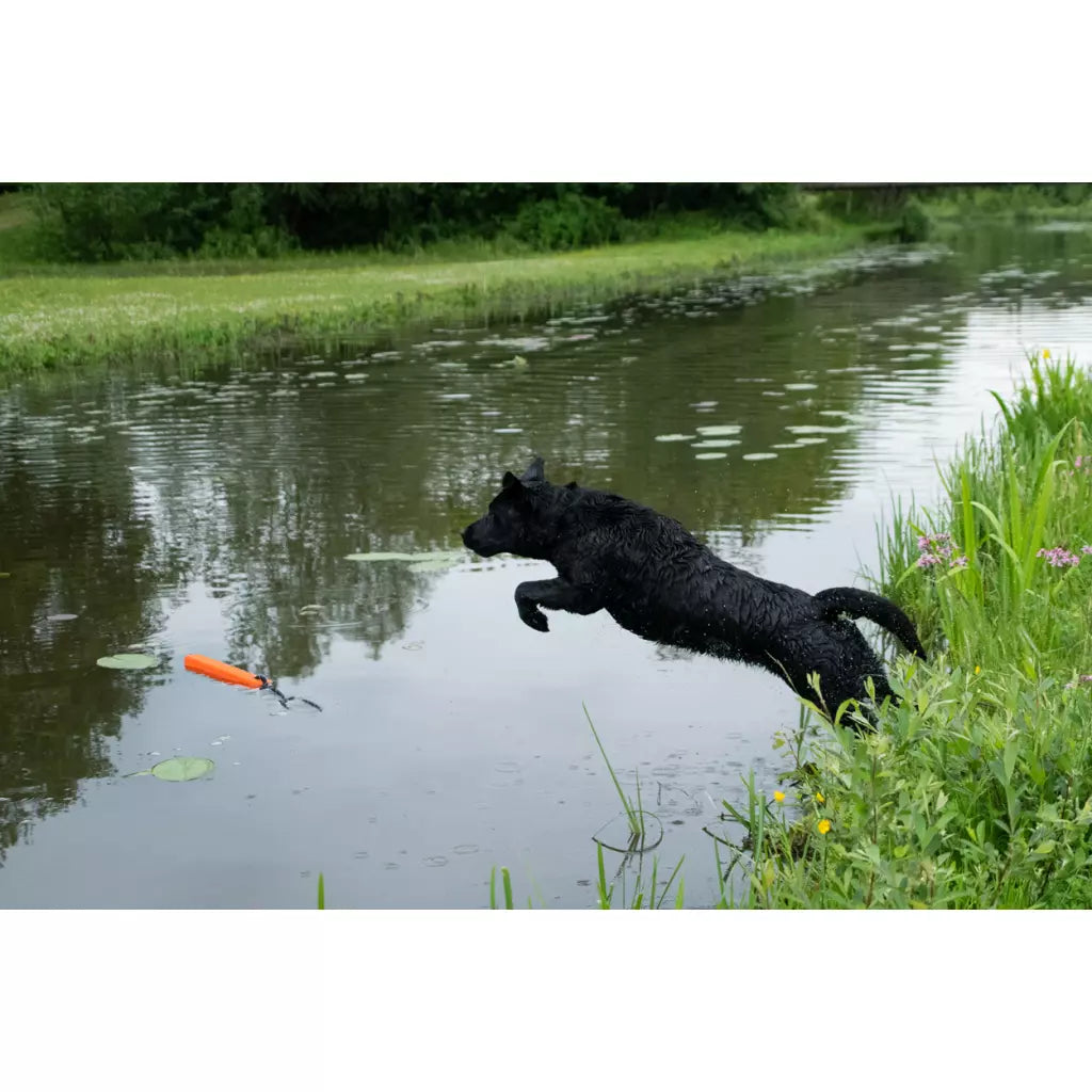 Dog Comets ORION Orange
