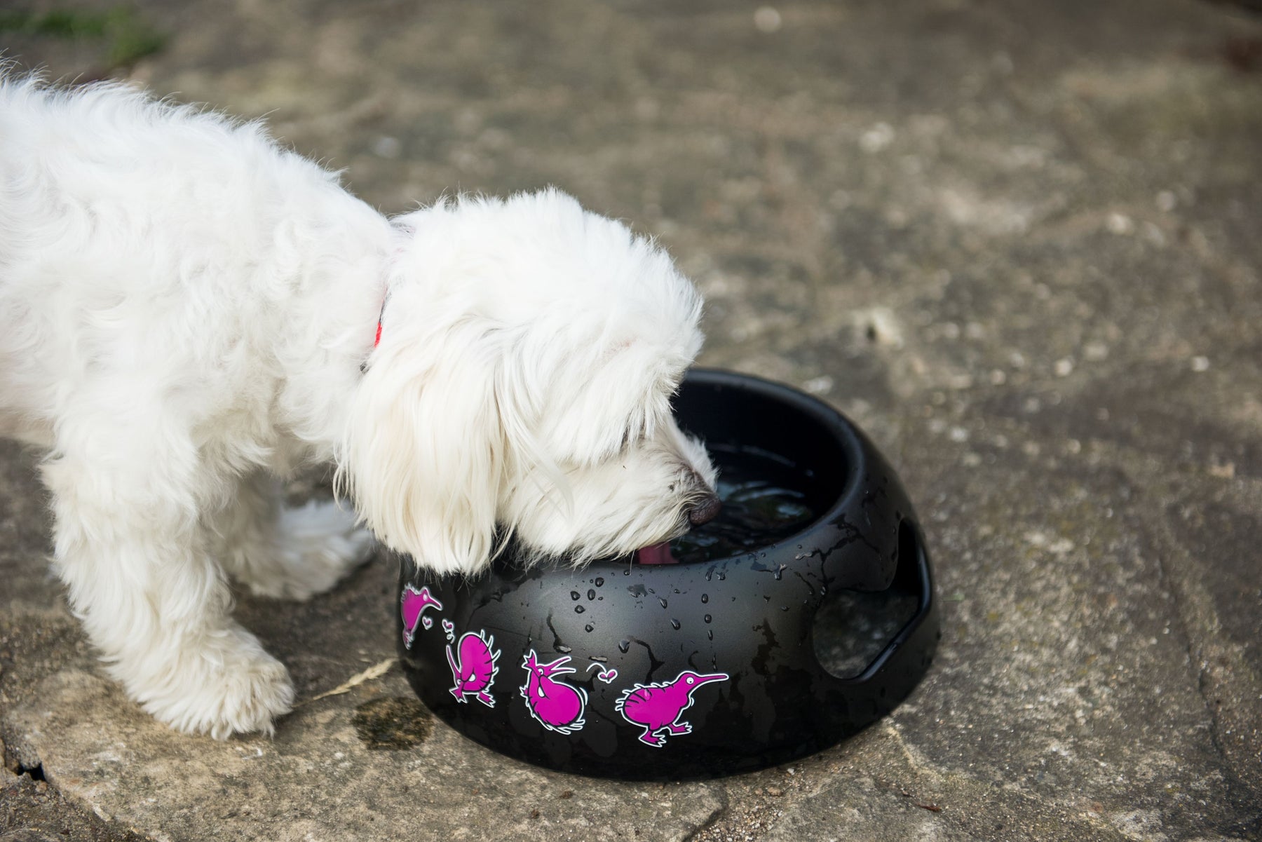 BLACK Bowl - M