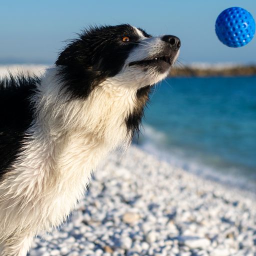 Let's play BALL  - MAXI