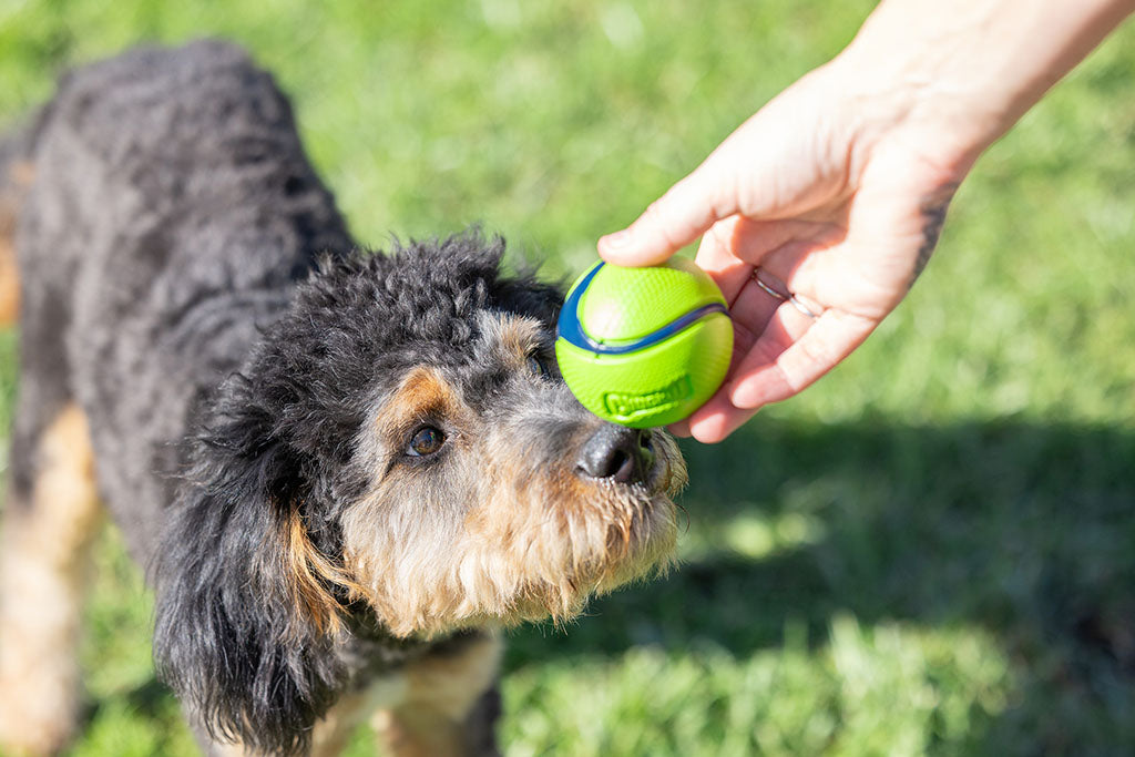 Sniff Fetch Ball, Peanut Butter - Chuck It!