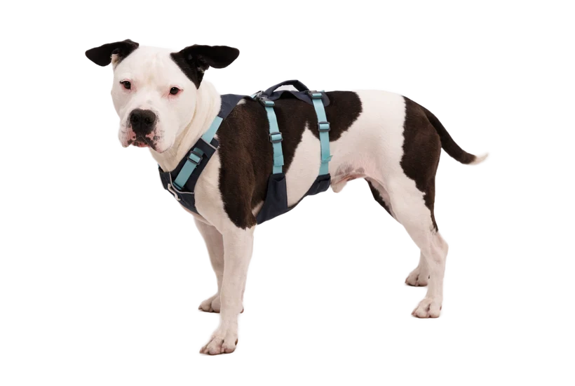 Flagline Hundesele med håndtag - Ruffwear Basalt Gray