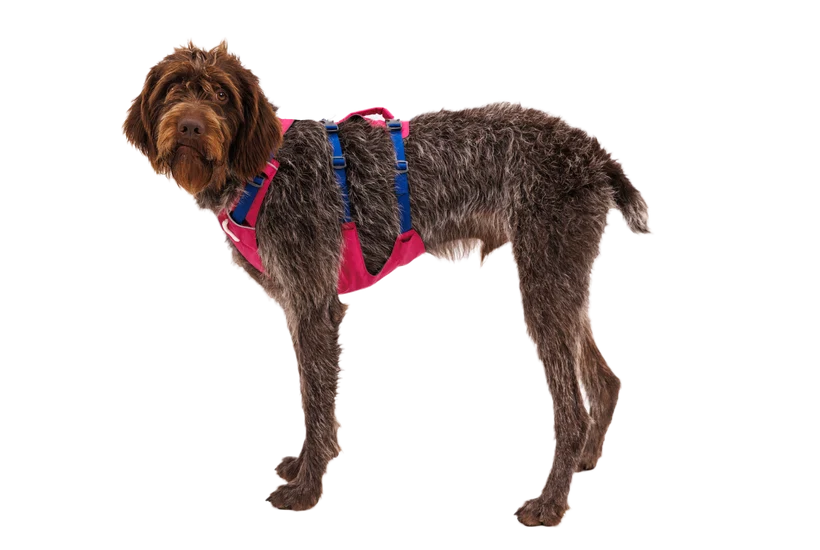 Flagline Hundesele med håndtag - Ruffwear Alpenglow Pink
