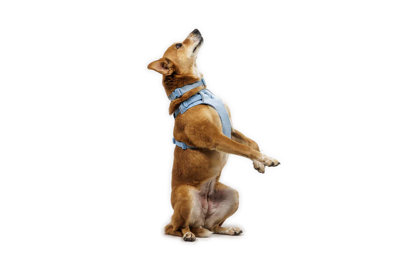 Front Range Flex halsbånd - Ruffwear Polar Blue