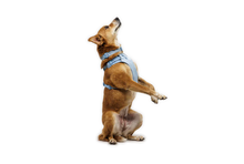 Front Range Flex halsbånd - Ruffwear Polar Blue