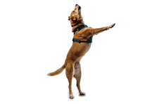 Front Range Flex Sele - Ruffwear green deep teal