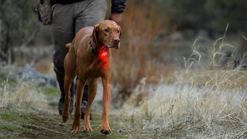 The Beacon Waterproof Light - Ruffwear