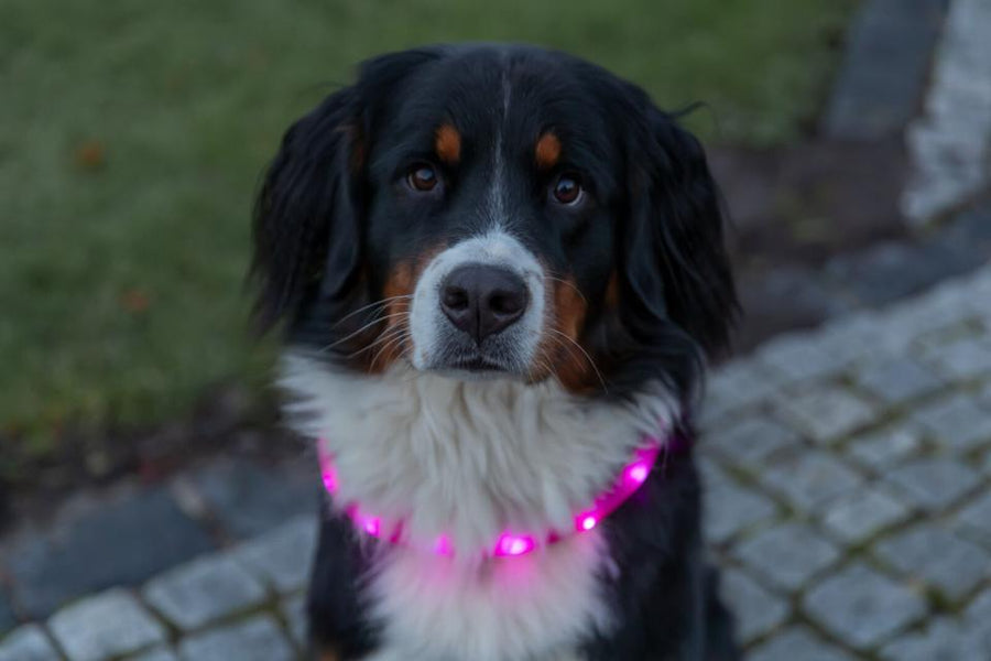 USBC Flash Lyshalsbånd Ekstra Bred – Pink (genopladeligt)