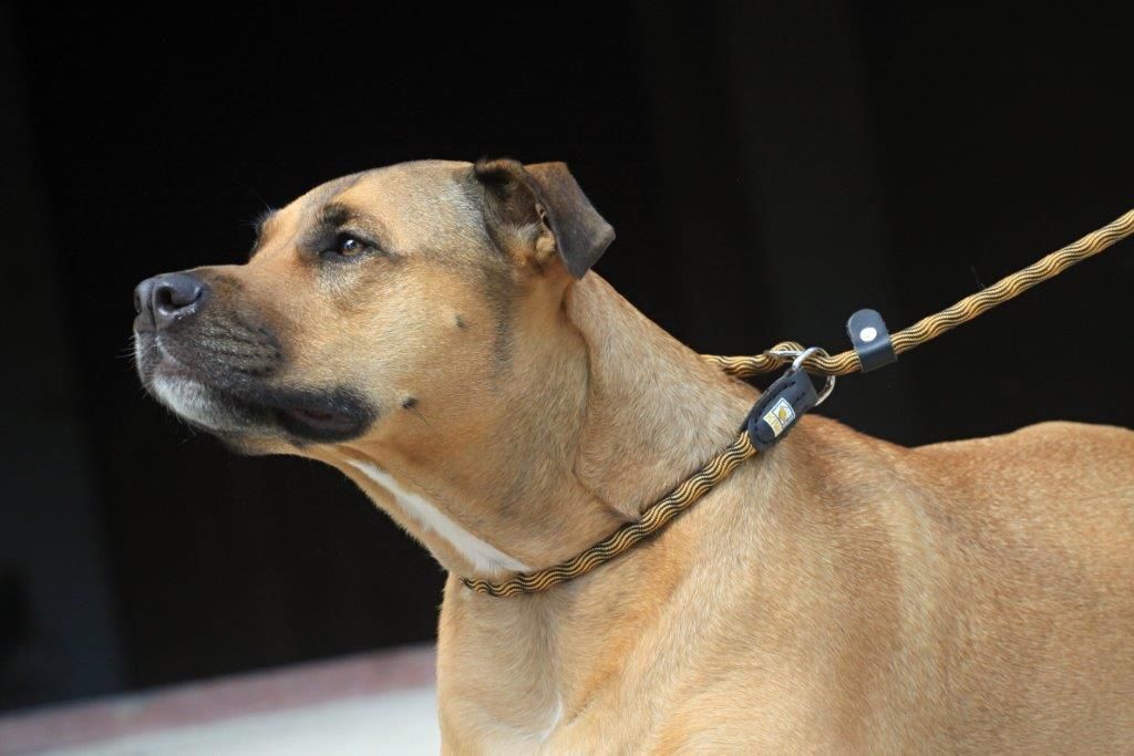 KIWI Walker 2in1 Hundesnor - Retriver line - GRØN
