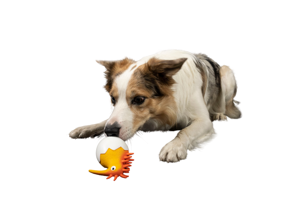 CARACTER Whistle Kiwi Baby - Orange