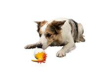 CARACTER Whistle Kiwi Baby - Orange