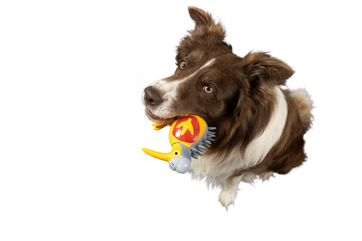 CARACTER Whistle Kiwi Knight - Orange