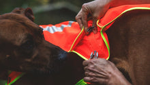 Lumenglow High-Vis Vest, refleksvest til hund - Ruffwear Blaze Orange