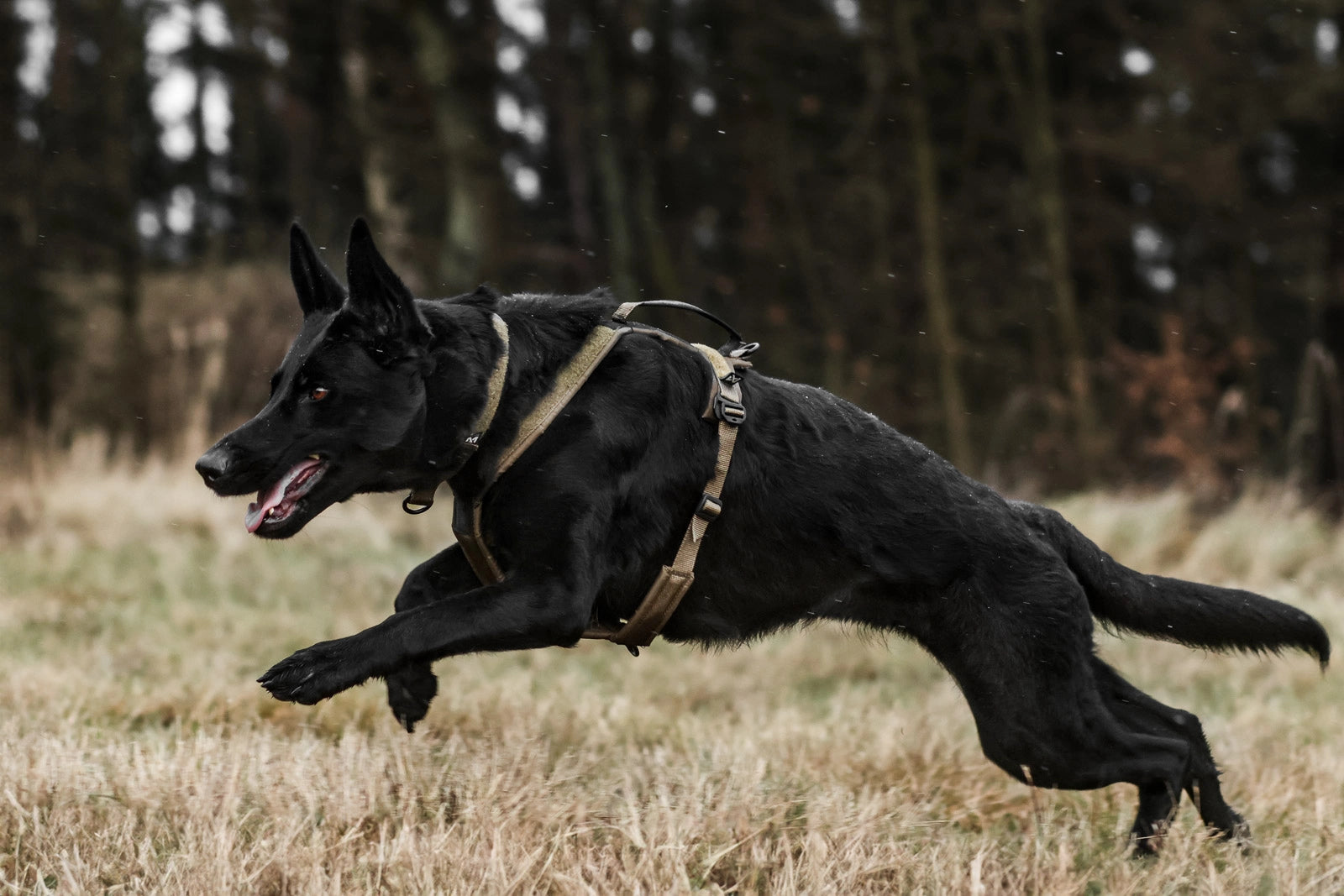 Non-stop Dogwear Working Dog sele