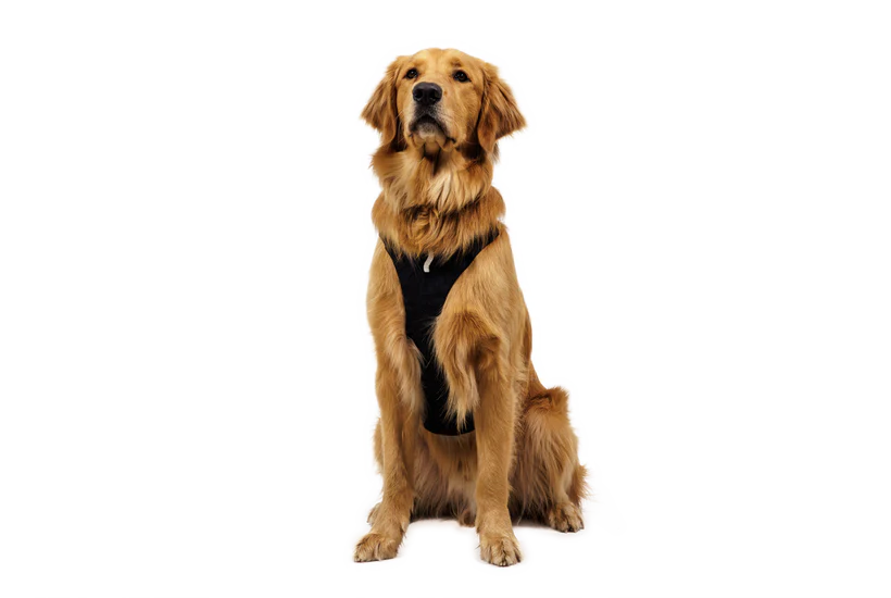 Ridgeline Sele - Ruffwear Obsidian Black