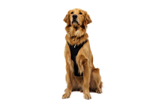 Ridgeline Sele - Ruffwear Obsidian Black