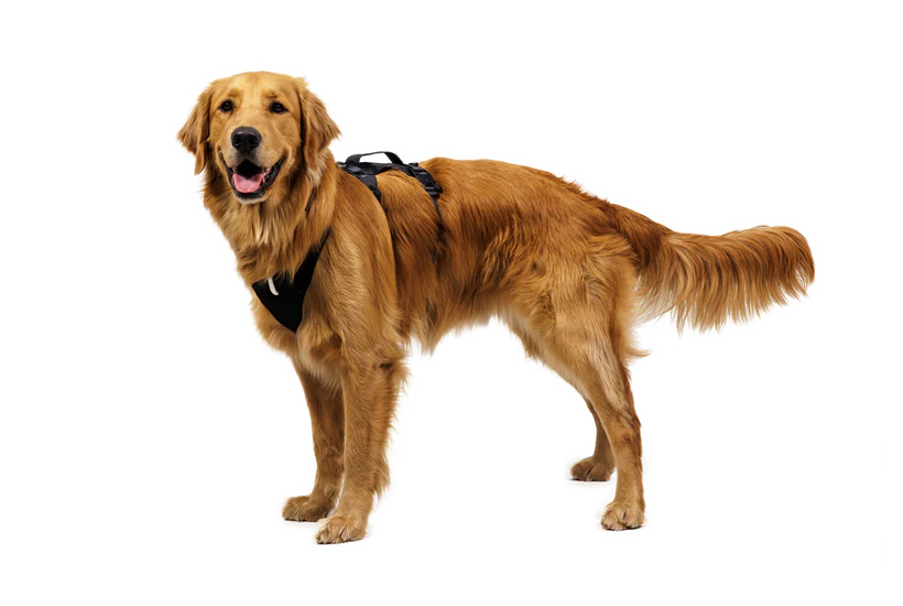 Ridgeline Sele - Ruffwear Obsidian Black