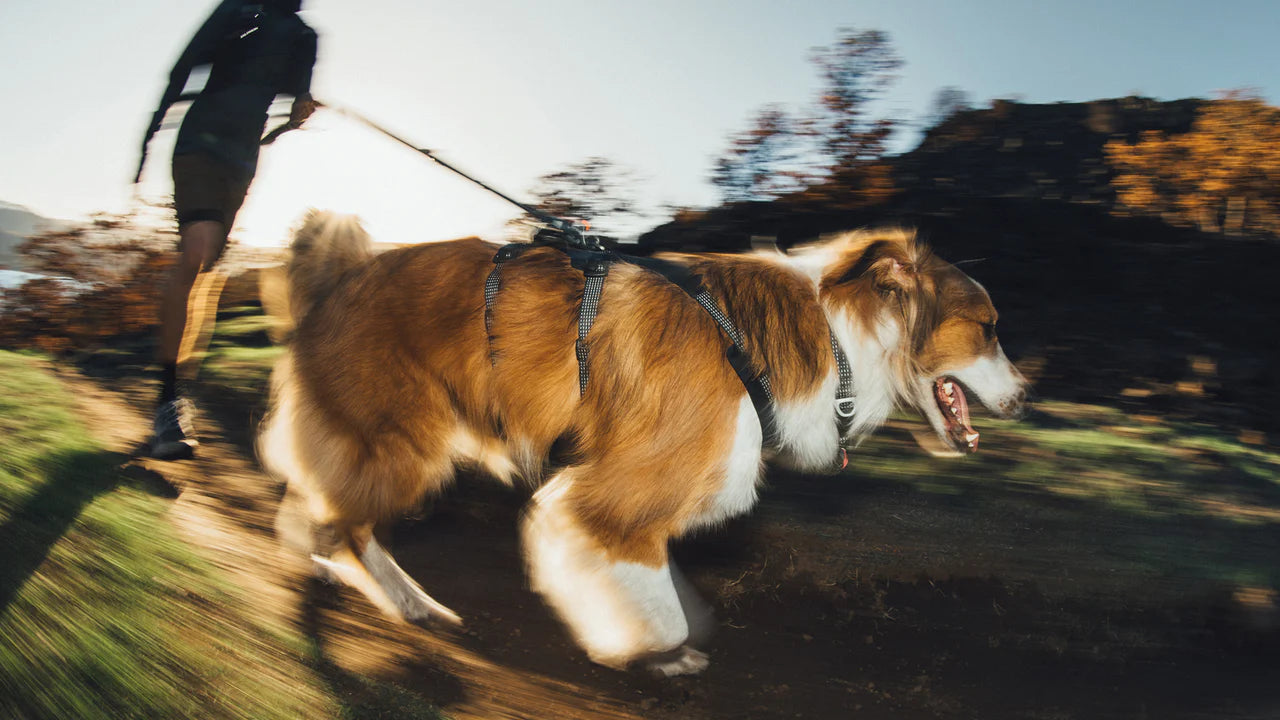 Ridgeline Sele - Ruffwear Obsidian Black