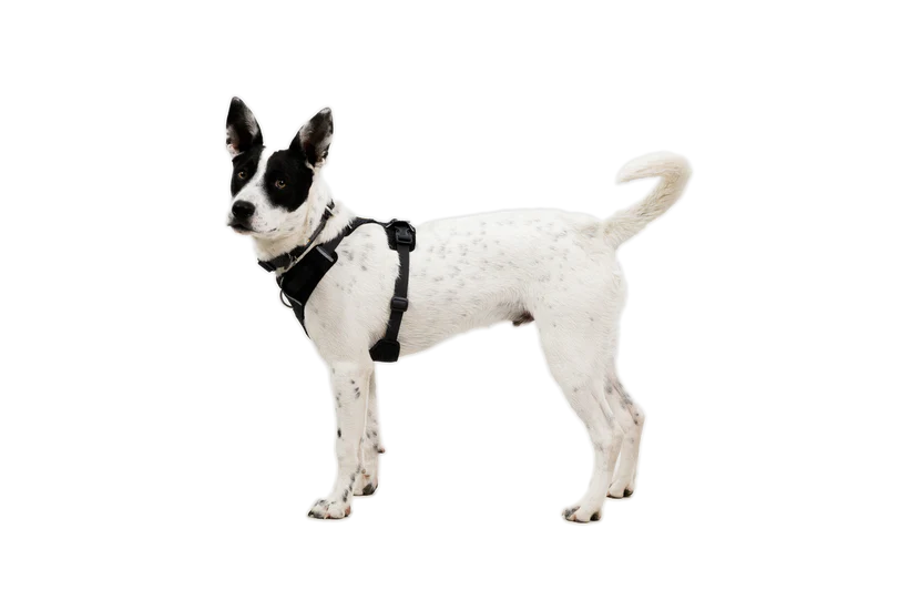 Front Range Flex Sele - Ruffwear Basalt Gray