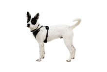 Front Range Flex Sele - Ruffwear Basalt Gray