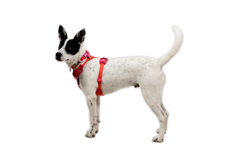Front Range Flex halsbånd - Ruffwear Rose Violet