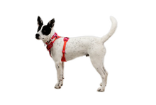 Front Range Flex halsbånd - Ruffwear Rose Violet