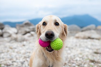 Let's play BALL - MINI