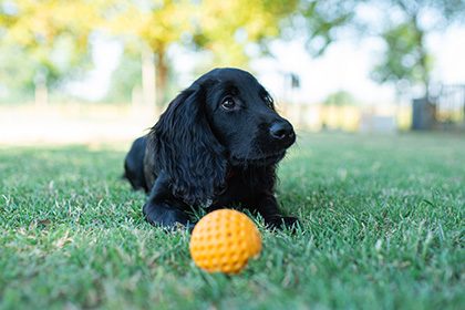 Let's play BALL - MINI