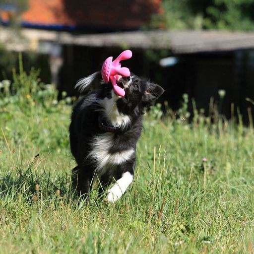 Let's play OCTOPUS - MAXI