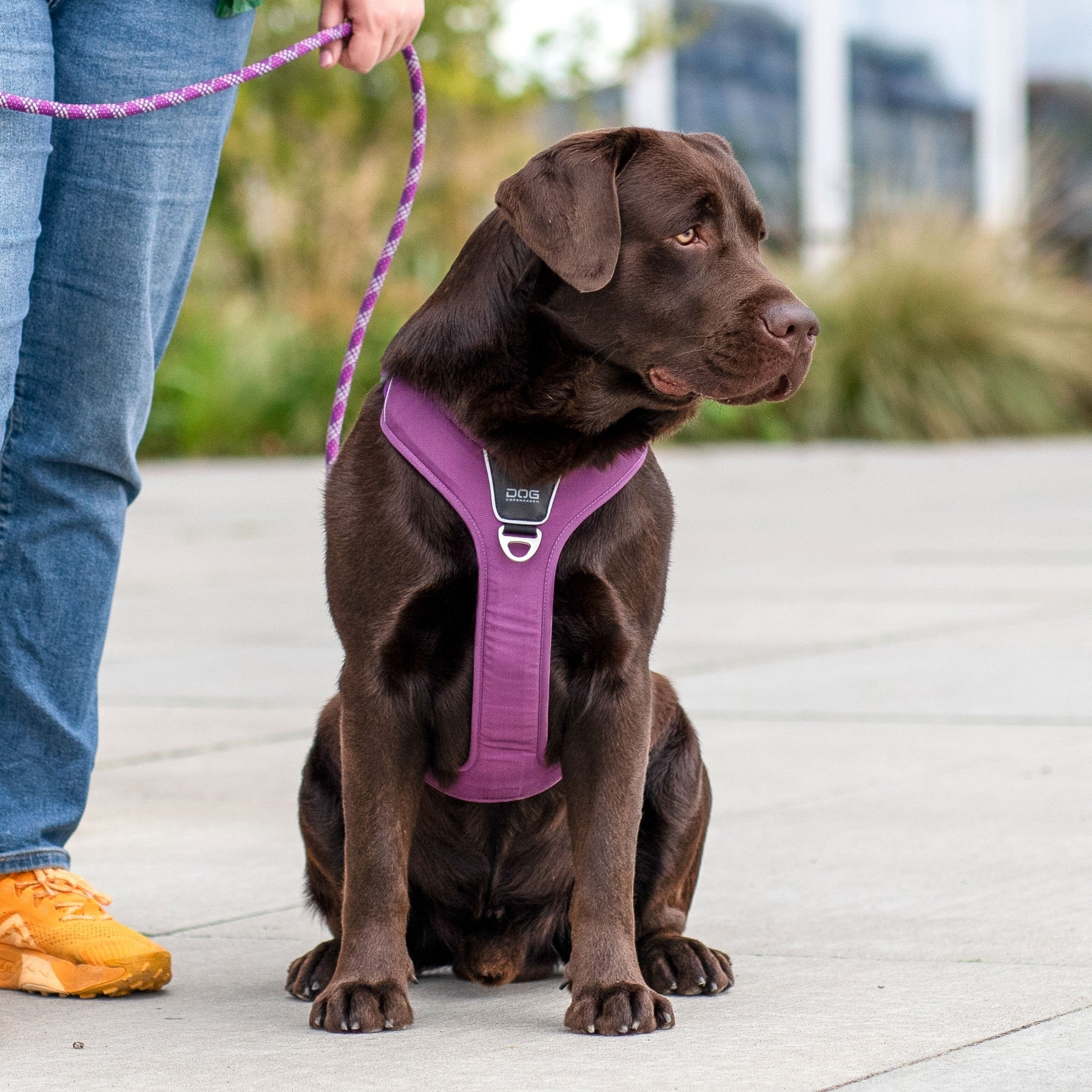 Comfort Walk Pro Sele - Lilla - Dog Copenhagen