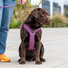Comfort Walk Pro Sele - Lilla - Dog Copenhagen