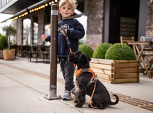 Comfort Walk Pro™ Sele - Lilla - Dog Copenhagen