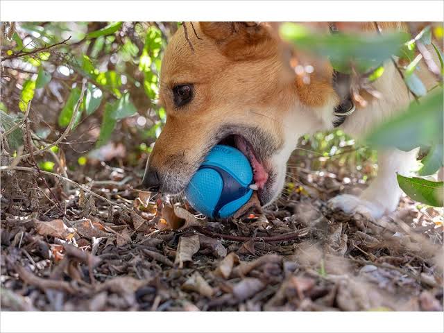Sniff Fetch Ball, Bacon - Chuck it!