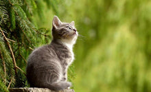 Chicopee Cat JUNIOR New Life Chicken