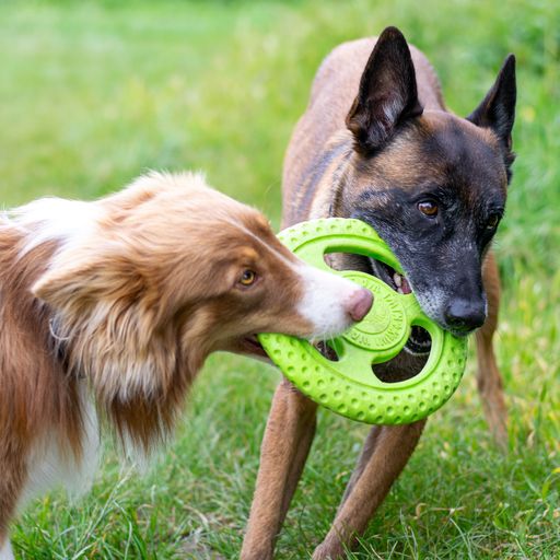 Let's play FRISBEE - MAXI