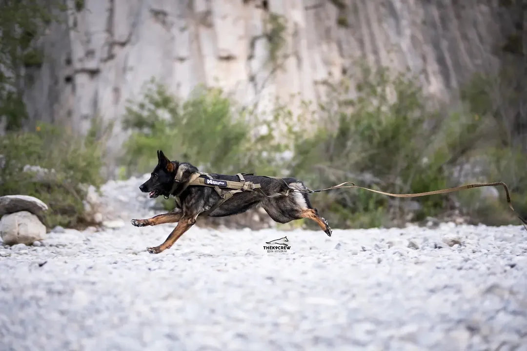 Freemotion Non-stop Dogwear Working Dog sele