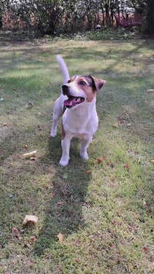 Let's play FRISBEE - MINI