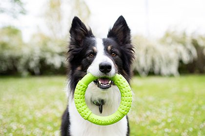 Let's play RING - maxi