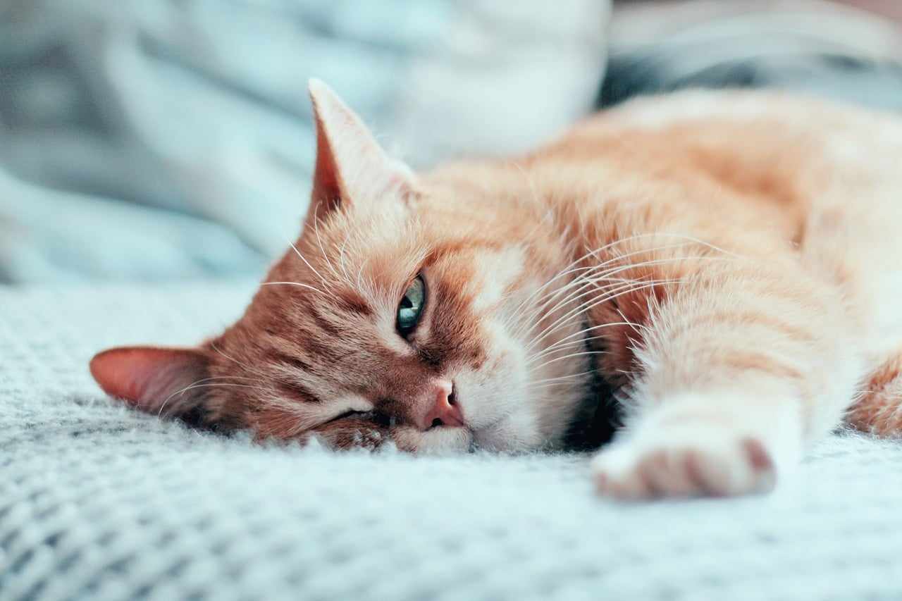 Chicopee Cat Adult Indoor Beef