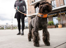 UDGÅET Halsbånd - Blå- Dog Copenhagen